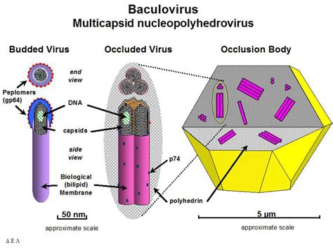 Baculoviridae .